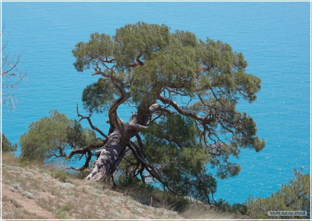 Крым. Мыс Ая. Деревья моря.