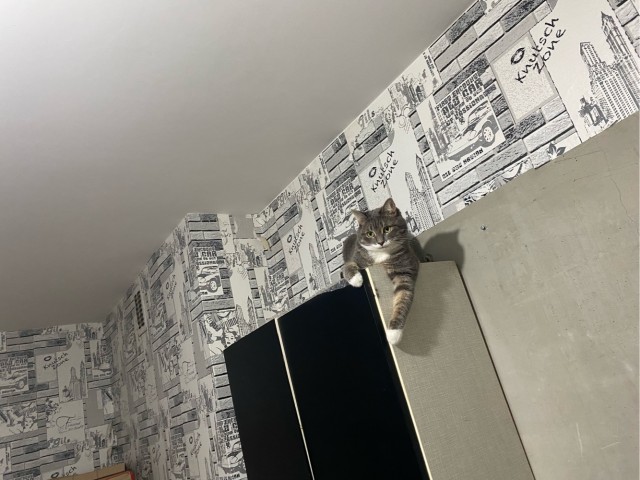 Котовторник 18.10.22