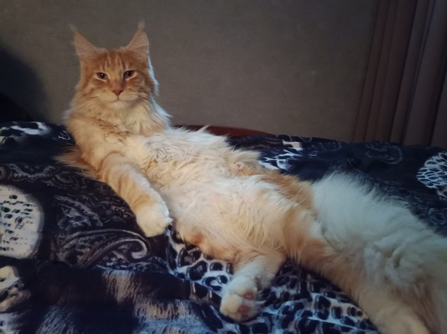 Кошка