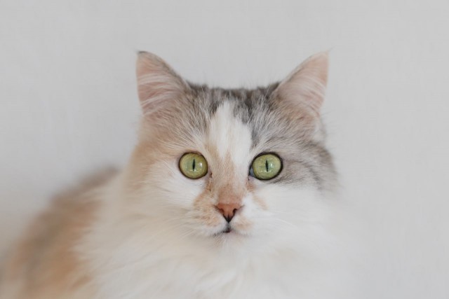 Коточетверг!