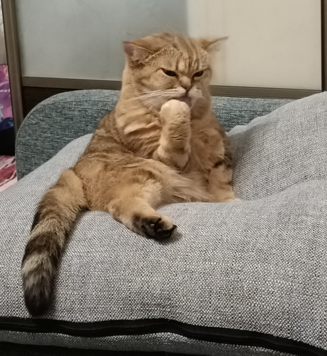 Котовторнику посвящается