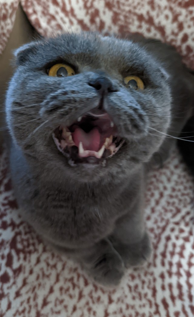 Котовторник