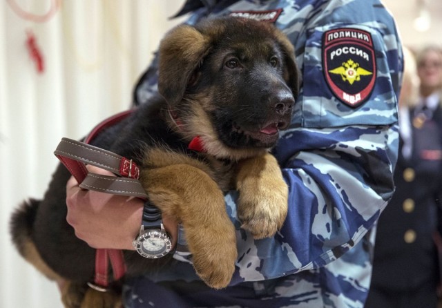 Подборка служебных собак