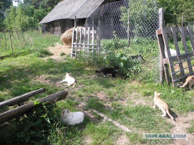 Жизнь домашнего приюта для котеек 453