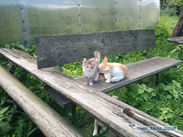 Жизнь домашнего приюта для котеек 457