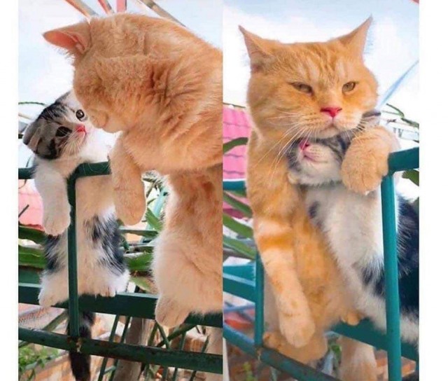 Милота