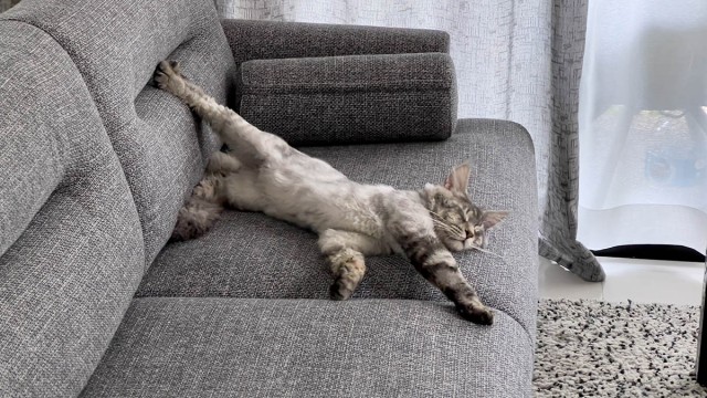 Первый Котовторник 2024