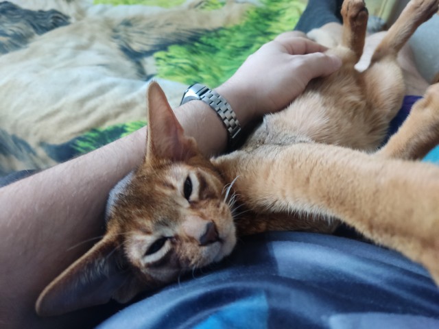 С котовторником ЯПовцы