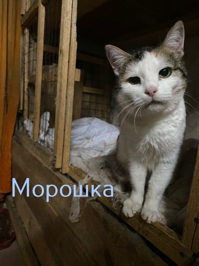 Жизнь домашнего приюта "Котоленд" 426
