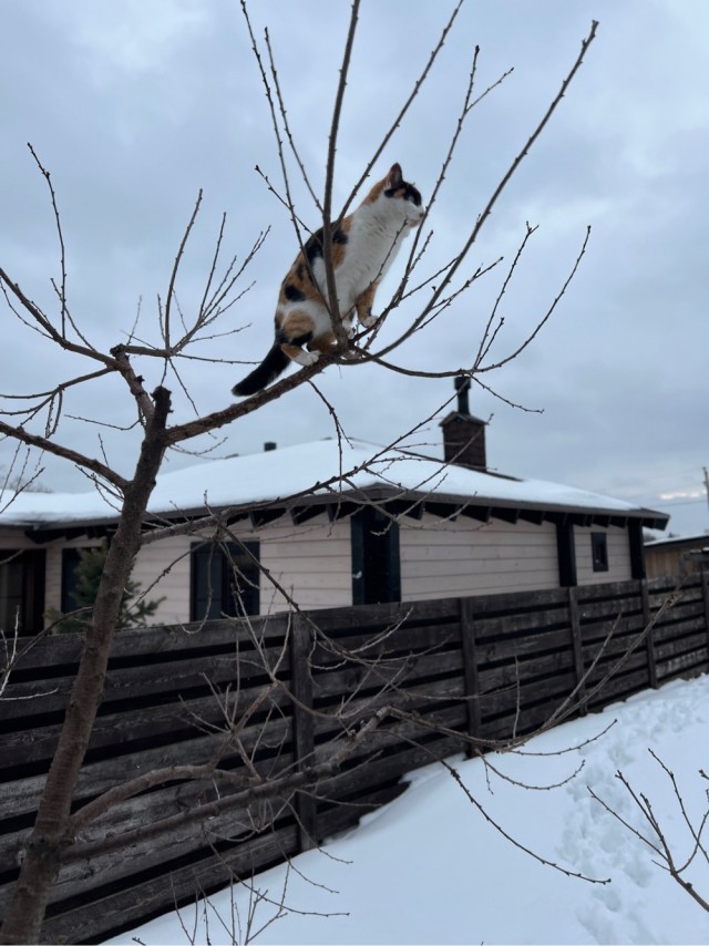 Котовторник уже пришёл?
