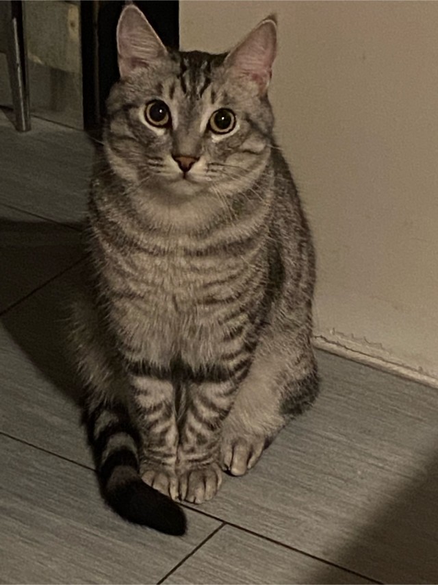 Эталон кота