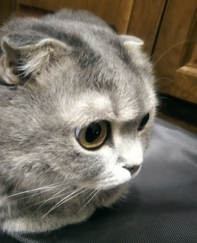 Котовторник!