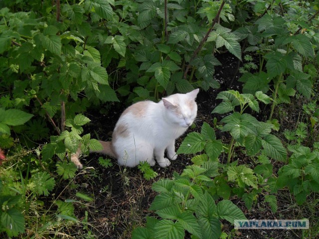 Котовторник 11.06.2013