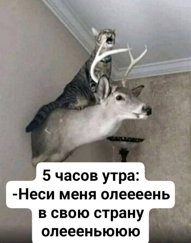 Так себе картинки 13.02.25
