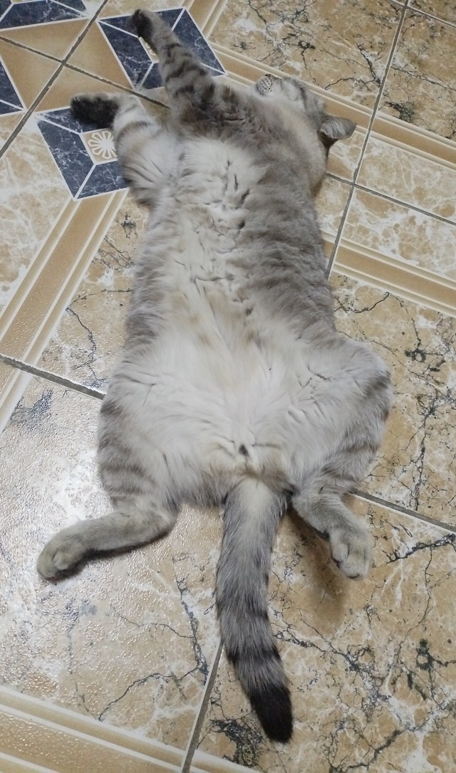 Немного моих котиков к вторнику