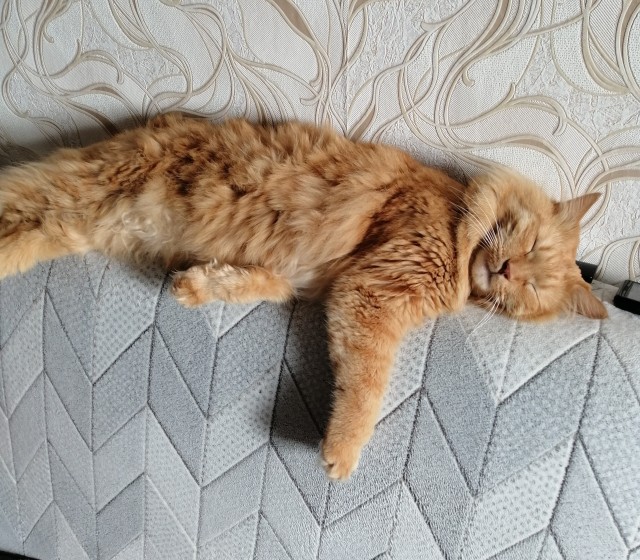 Спящий кот