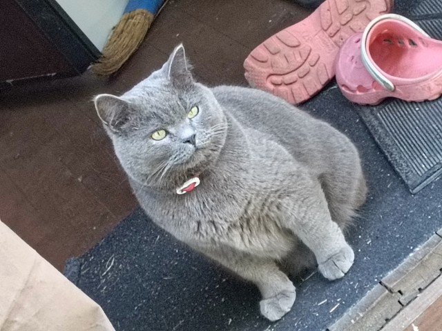 Зверьё моё 1