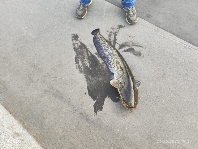 Чутак порыбачил v2