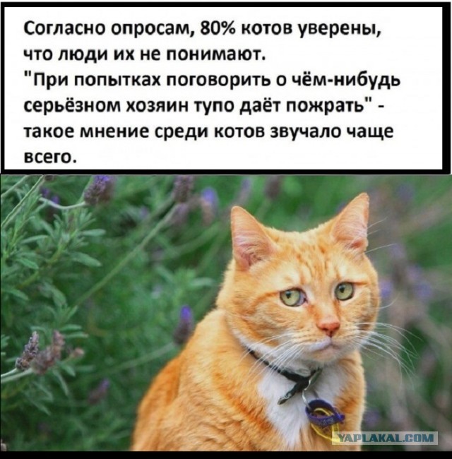 Пушистые шпионы