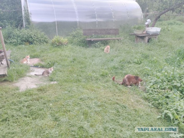 Жизнь домашнего приюта для котеек 552