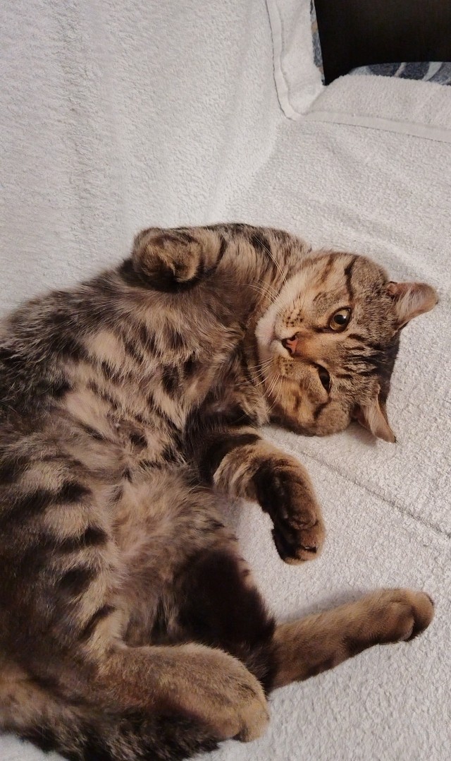 Котовторник