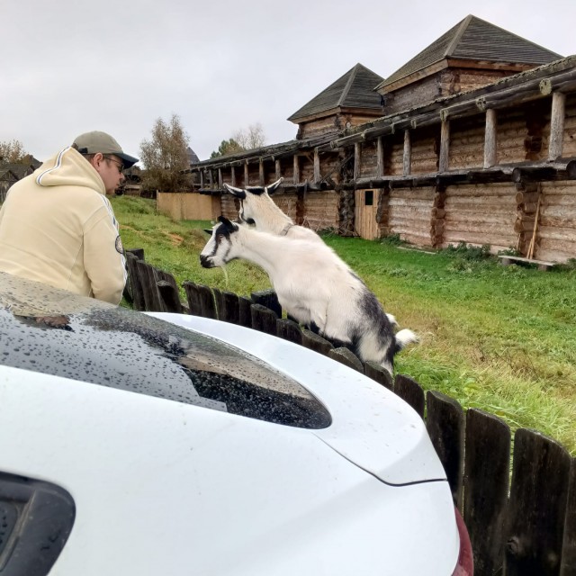 Напали козлы