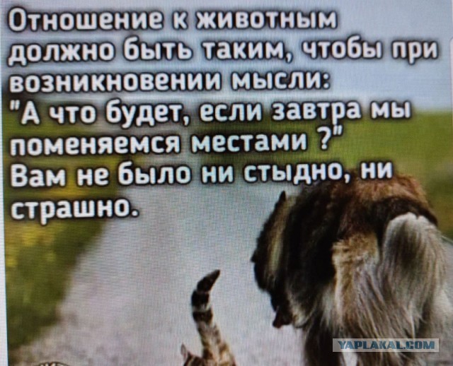 Отношение к собакам в античном мире
