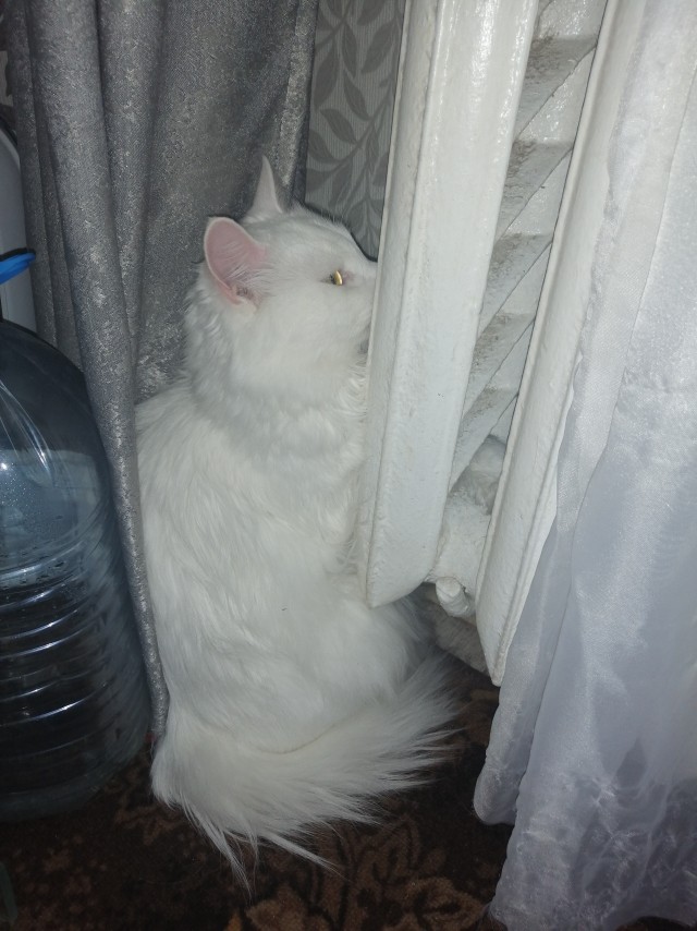 К котовторнику: подборка картинок-баянов с котиками и про котиков. Выпуск 31.