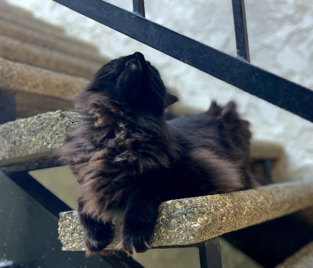 Шикарный кот