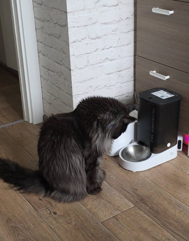 Не верь коту! Он ел!
