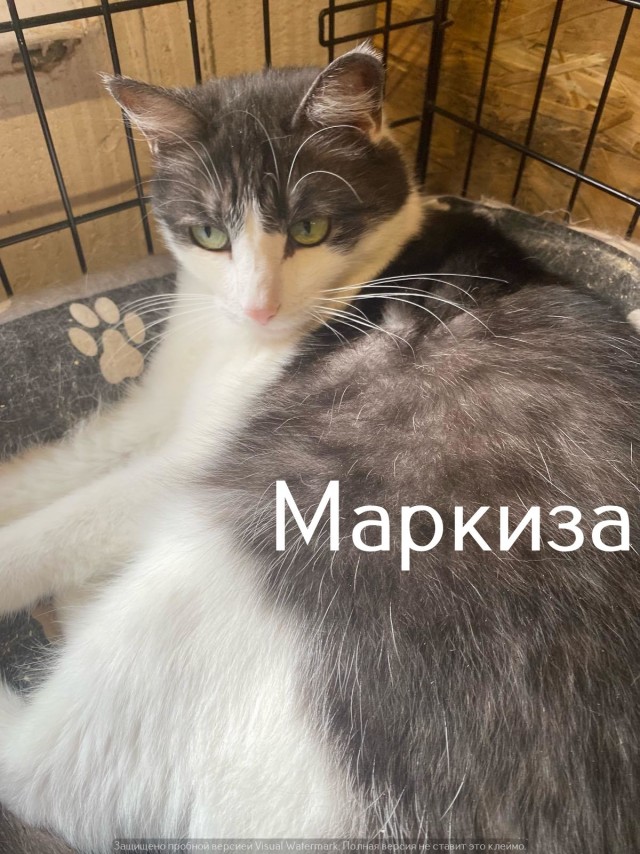 Жизнь домашнего приюта "Котоленд" 545