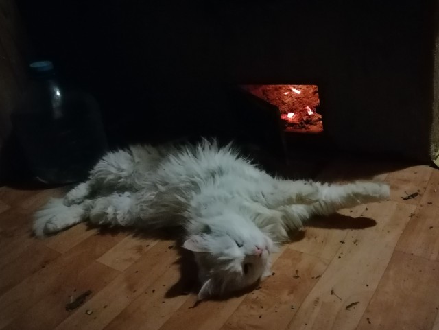 Котовторник