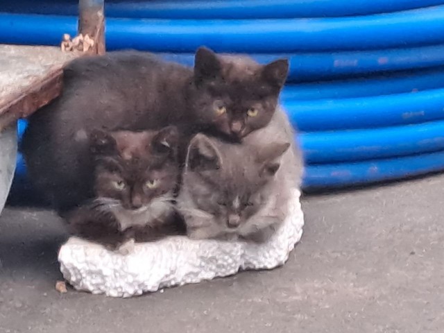 Котовторник. Цеховые