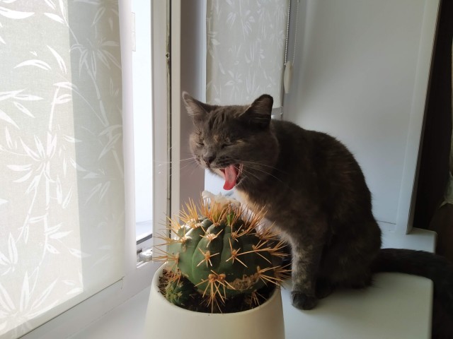 Фотки красивого кота.