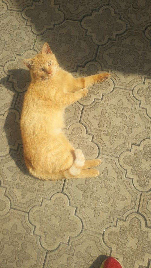 В Казани мужчина спас котёнка
