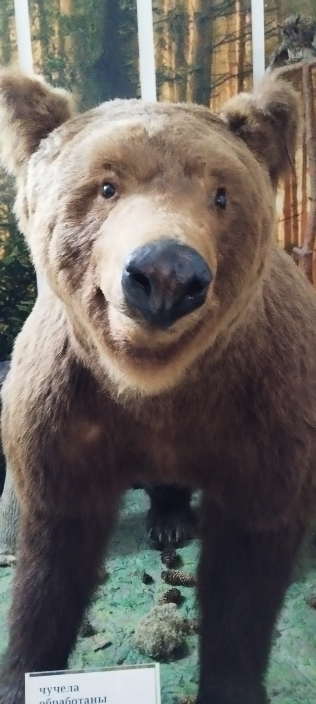Сове картинка