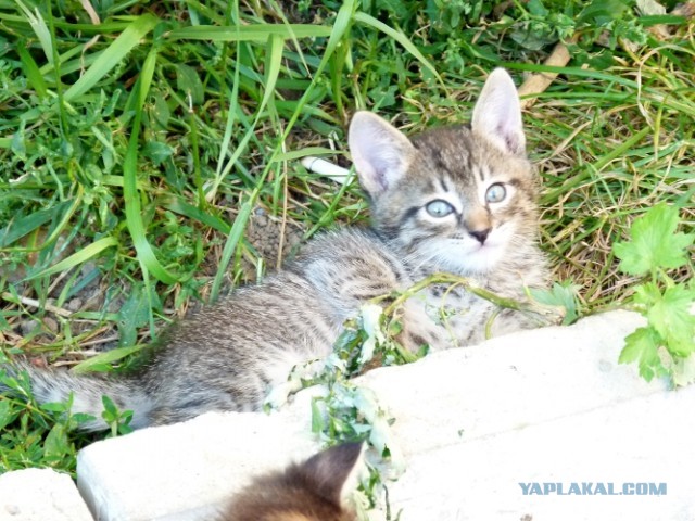 Котовторник 03.09.2013