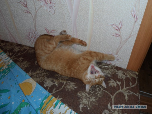 Котовторник 22.10.2013