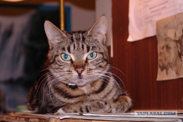Котовторник 12.11.2013