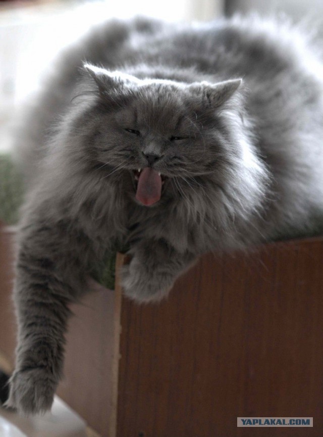 Котовторник  10.12.2013