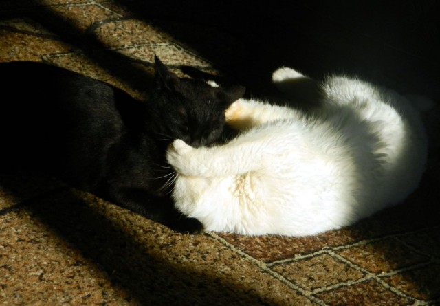 Котовторник 05.03.13