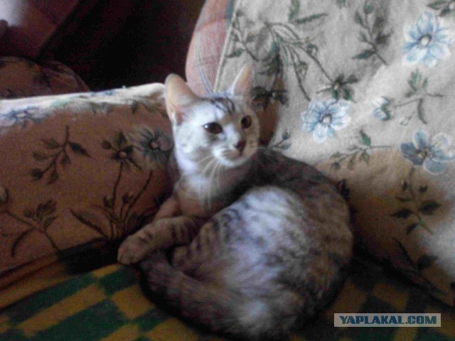 Котовторник 01.04.2014