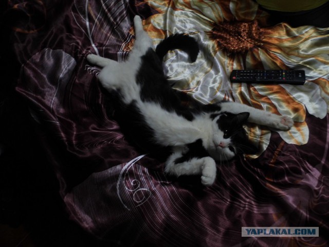 Котовторник 29.04.14.