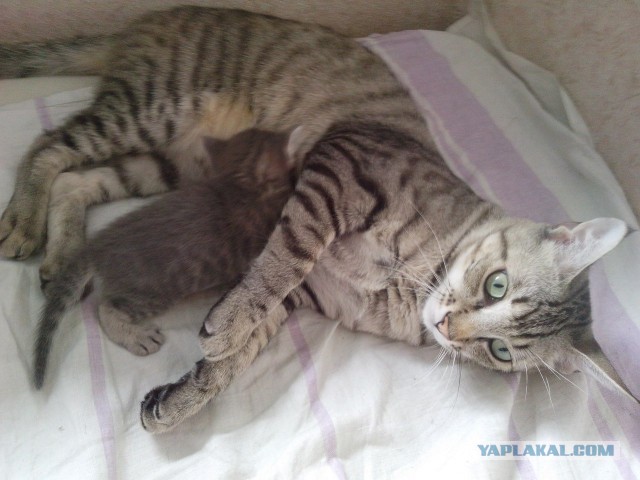 Котовторник 10.06.2014