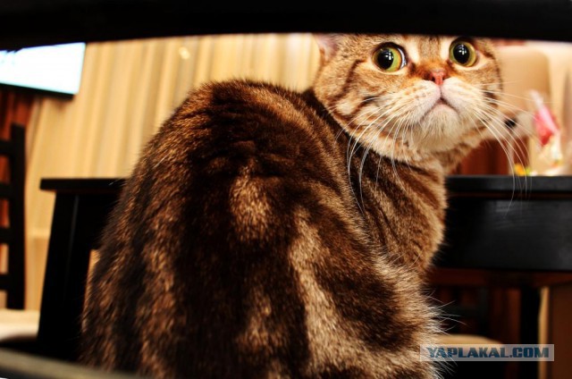 Котовторник 01.07.2014