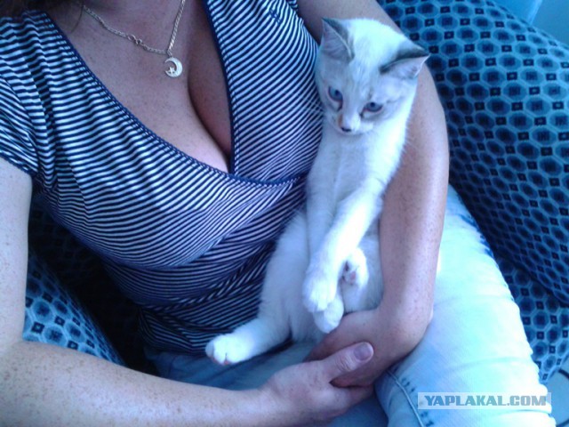Котовторник  08.07.2014