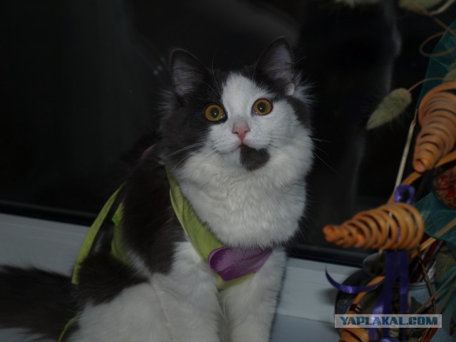 КотЭ
