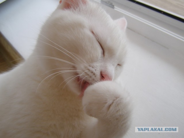 Котовторник 09.09.2014