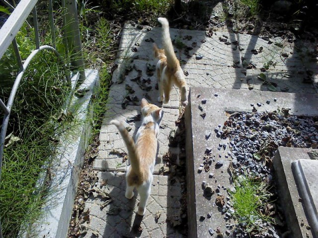 Котовторник 16.09.14