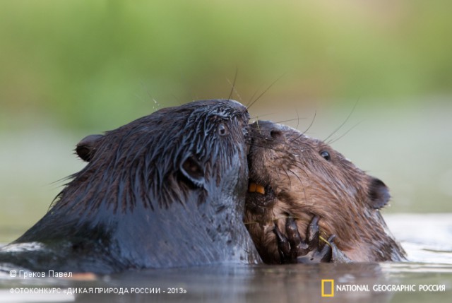 National Geographic,избранное...